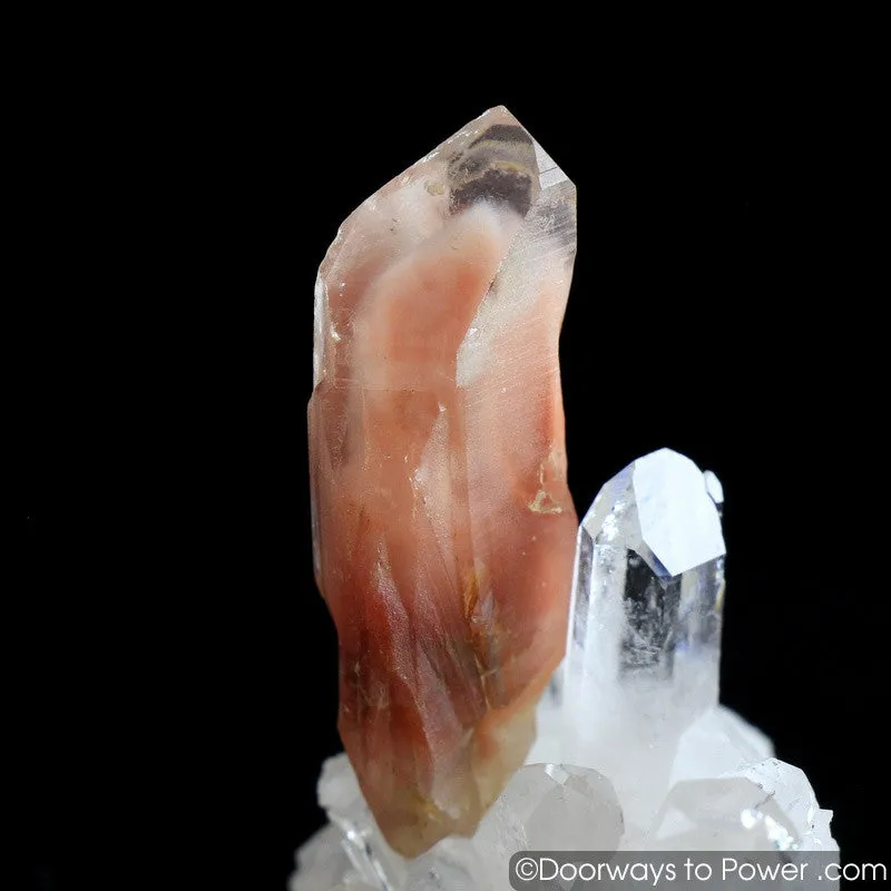 Angel Phantom Amphibole Quartz Transmitter Crystal