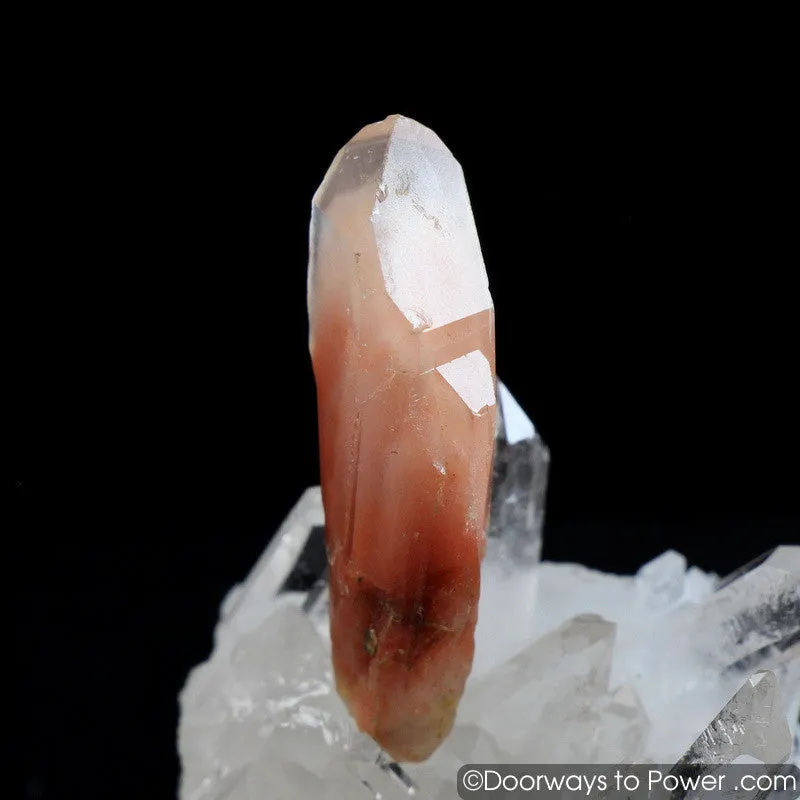 Angel Phantom Amphibole Quartz Transmitter Crystal