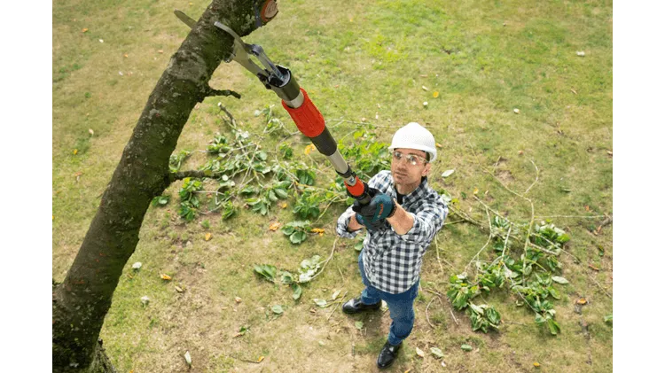 Bosch DIY | Advancedprune Pruning 18V-45